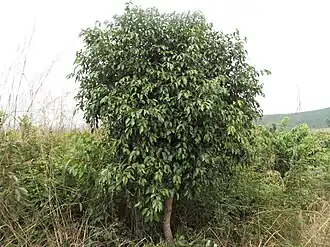 Syzygium guineense