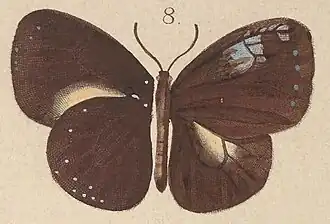 Euploea stephensii