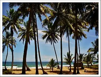 Palmen aan het strand van Taipus de Forain de gemeente Maraú