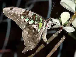 Graphium agamemnon