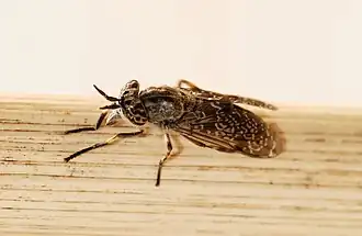 Haematopota pseudolusitanica