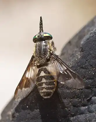 Chrysops divaricatus