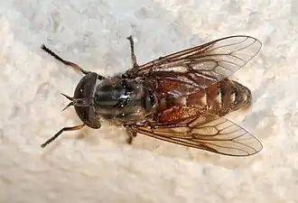 Tabanus tinctus
