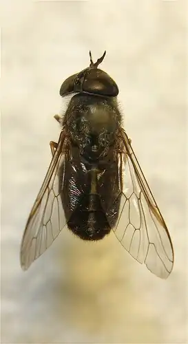 Tabanus lineola