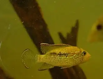 Tahuantinsuyoa macantzatza