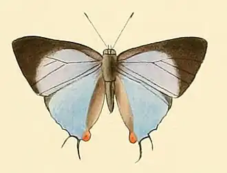 Tajuria diaeus
