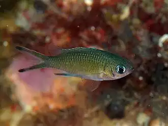 Chromis weberi