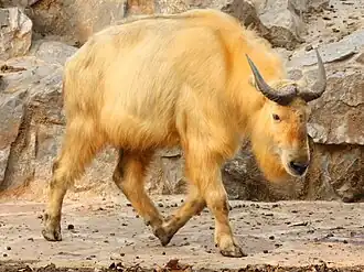 Gouden takin
