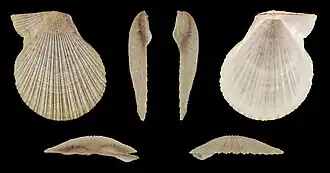 Talochlamys multistriata