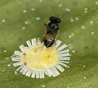 Tamarixia dryi