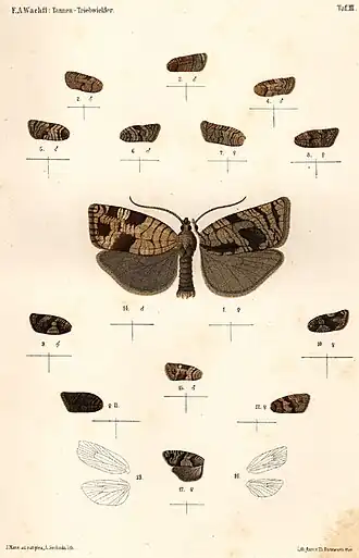 Donkere schijfbandbladroller