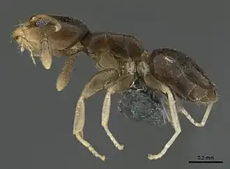 Tapinoma aberrans Santschi