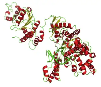 Lintdiagram van full-length Taq DNA-polymerase,  met gebonden DNA (groen)