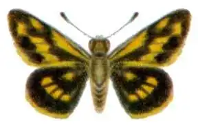 Taractrocera dolon