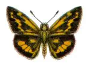 Taractrocera ina
