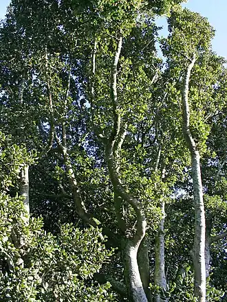 Beilschmiedia tarairi