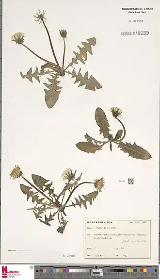 Texelse paardenbloem