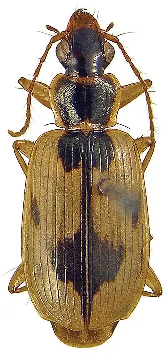Taridius disjunctus