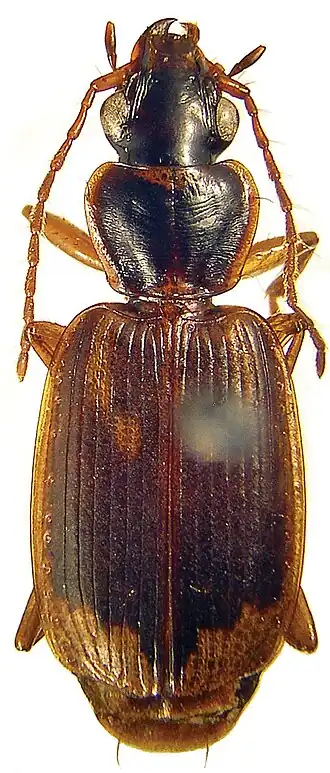 Taridius piceus