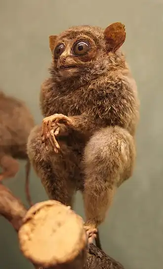 Tarsius fuscus