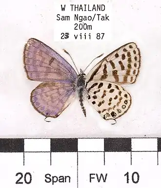 Tarucus callinara