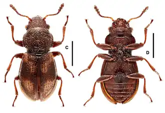 Tasmosalpingidae