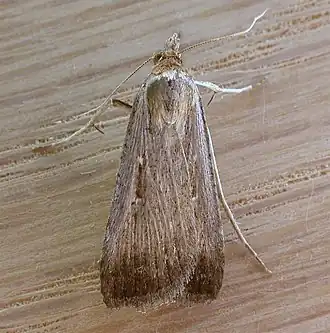 Zuidelijke wikke-uil