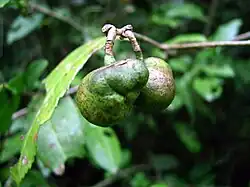 Vruchten van Camellia sinensis