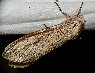 Strigocossus capensis