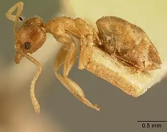 Technomyrmex madecassus