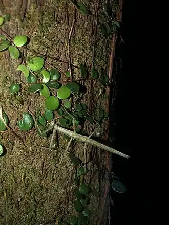 Tectarchus ovobessus