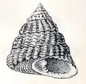 Tectus tentorium