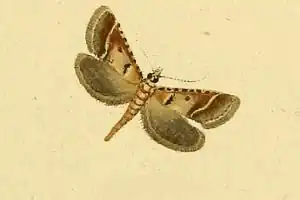 Tegostoma comparalis