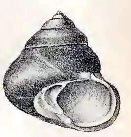Tegula euryomphala