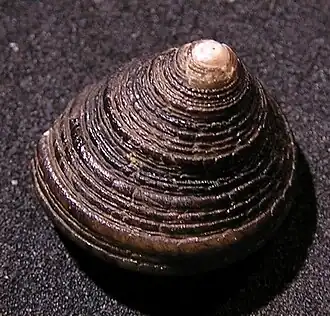Tegula ignota