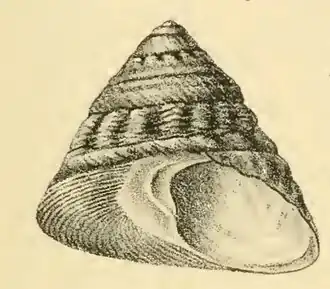 Tegula pfeifferi