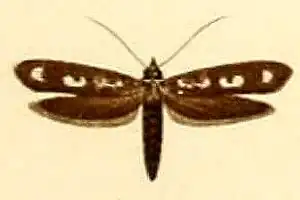 Yponomeuta interruptella