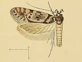 Teleiopsis lunariella