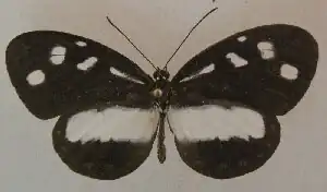 Tellervo nedusia