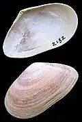 Geplooide platschelp(Tellina distorta)
