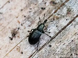 Temnocerus coeruleus