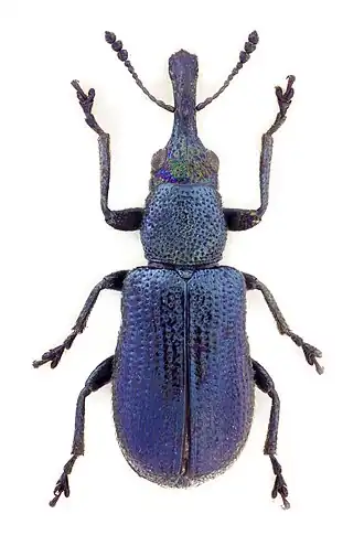 Temnocerus longiceps