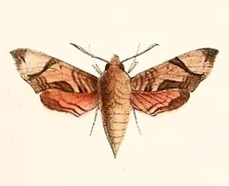 Temnora inornatum