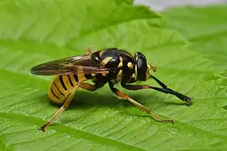 Echte wespvlieg