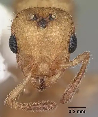 Temnothorax allardycei