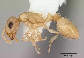 Temnothorax bestelmeyeri