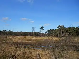 Tenhaagdoornheide