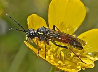 Tenthredo moniliata