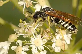 Tenthredo schaefferi