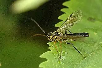 Tenthredopsis tessellata